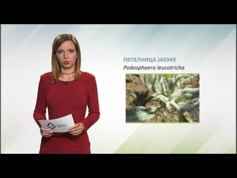 Zelena prognoza, 3.4.2017. - O stanju u zasadima jabuka