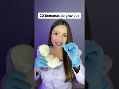 20 weeks pregnant, look at the life-size model.