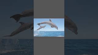 Bro n’est pas un dauphin 😭🥀 #warzone #warzonefr #cod #warzonefrance