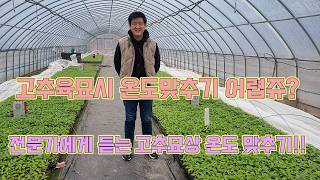 고추모종 키울 때 온도 맞추기 어렵쥬?!!! 제가 알려줄게유!! 농사의 여신표 고추농사 잘 짓는 법!!