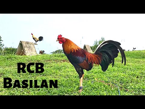 Jeyshi Dimafelix | Ronald Barandino | Fiestag