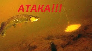 Атака щуки на жерлицы в феврале