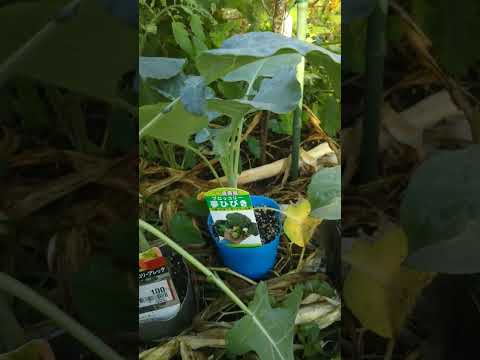 カリフラワーの隣に何を植えるか観賞用の芳香野菜植物