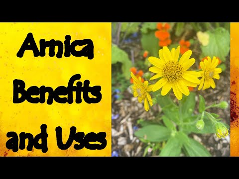Arnica Benefits and Uses