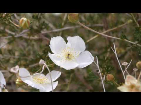 download lagu mp3 mp4 Fallugia Paradoxa, download lagu Fallugia Paradoxa gratis, unduh video klip Fallugia Paradoxa