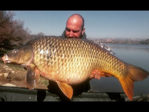45lb wild Ebro Common. Carp & Cat Fishing on the River Ebro with Nick Shattock