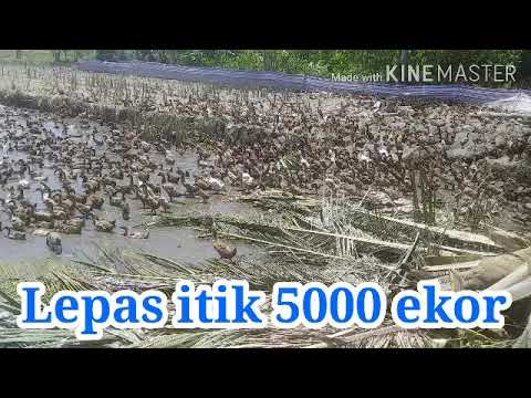 Lepas itik  umur 3 bulan 5000 ekor di sawah