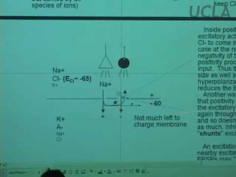 Behavioral Neuroscience V