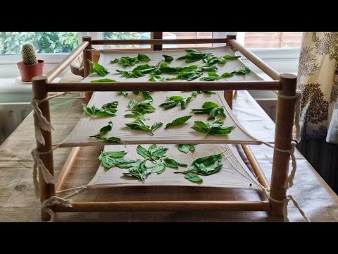 Four Ways to Dry Mint and Herbs (air, dehydrator, oven, microwave)