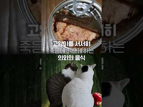 고양이를 서서히 죽음에 이르게 한다는 음식들..;;;