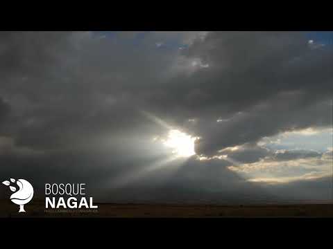 SONIDO DEL AMANECER EN EL CAMPO - CANTO DE LAS AVES - SONIDOS DE LA NATURALEZA - RELAX- HD (1 HORA)