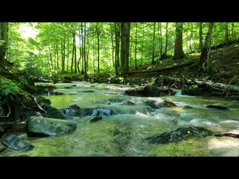 Mountain stream, clear water, forest green, birds singing, the sound of the stream sleep/study/asmr