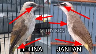 Download lagu characteristics of male/female trucukan mp3