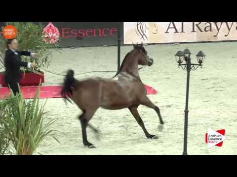 Paris 2016 - Junior Males Championship