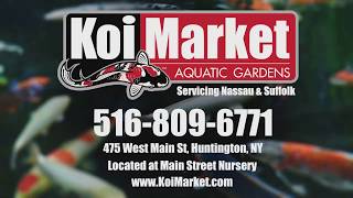 Koi Market Aquatic Gardens - The Largest Koi Dealer in New York