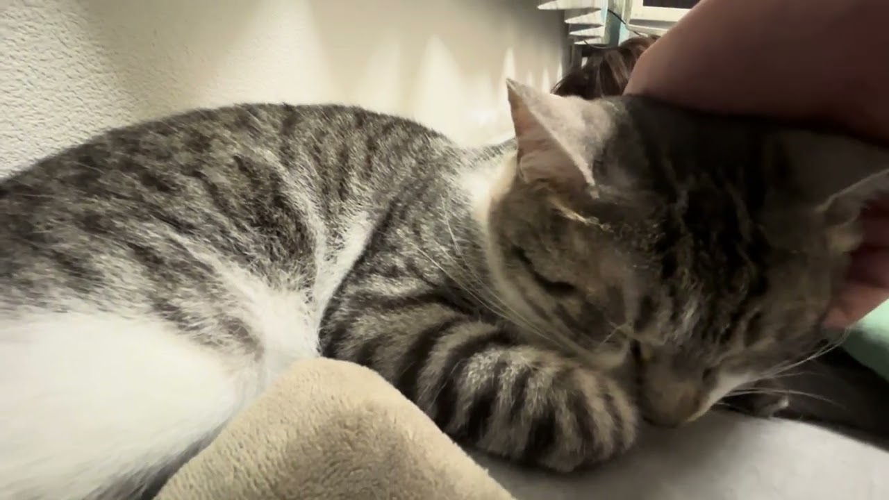 気持ちよさそうだけどゴロゴロならない猫