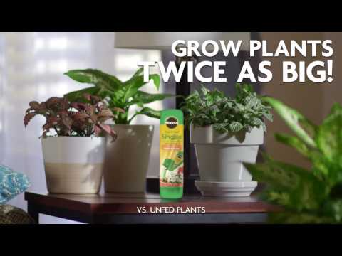 How to Use Miracle-Gro® Pour & Feed Singles to Feed Your Plants