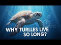 Why Do Turtles Live So Long Unveiling The Secrets Of Longevity