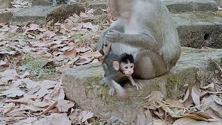 VID20241224090551 short 6