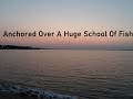Video Thumbnail for Anchored Over A Huge School Of Fish