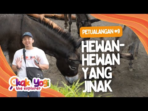 Kak Yogi The Explorer #9: Hewan Hewan yang Jinak