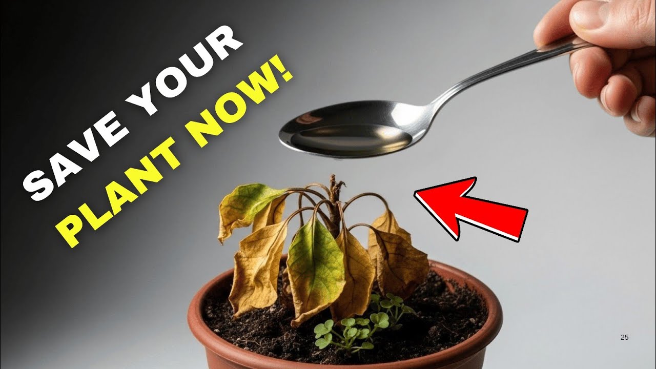How to Revive Any Dying Plant With This Simple Trick (Works Every Time!)