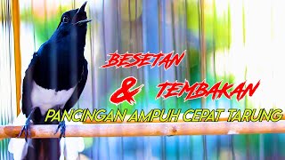 Download lagu BESETAN DAN TEMBAKAN KACER BONGKAR ISIAN, PANCINGAN KACER AGAR CEPAT TARUNG mp3 Download lagu BESETAN DAN TEMBAKAN KACER BONGKAR ISIAN, PANCINGAN KACER AGAR CEPAT TARUNG mp3