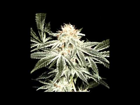 Guinney Pepper Lick the Chalice