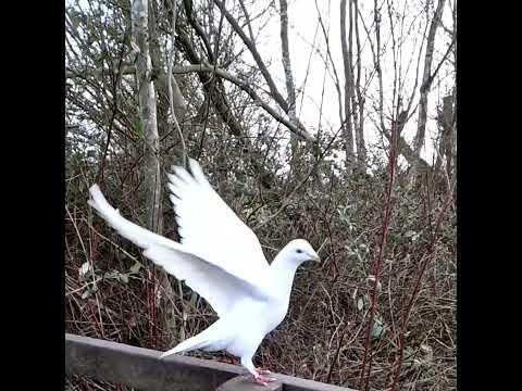 Super Slow Motion Dove Take Off