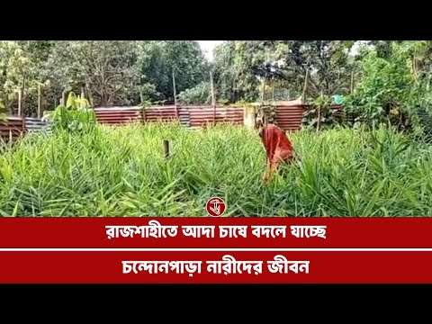 রাজশাহীতে আদা চাষে বদলে যাচ্ছে চান্দোপাড়ার নারীদের জীবন