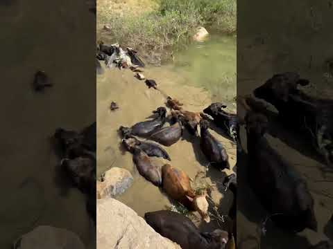 Cow washing in the river #cow #animals #village