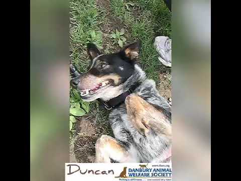 Duncan, an adopted Australian Cattle Dog / Blue Heeler Mix in Danbury, CT_image-1