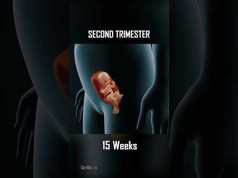 Fetal Development, 0 - 40 Weeks of Pregnancy