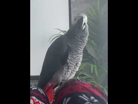 He’s getting worse 😂