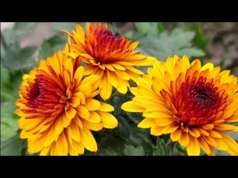 How to make potting soil for chrysanthemum//best soil mixture for heavy flowering in winter