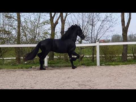 Stal Okkema's Age - Mewes x Andries - stallion - 2016