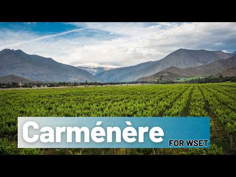Discover Chile's Signature Grape! Carmenere for WSET Level 3