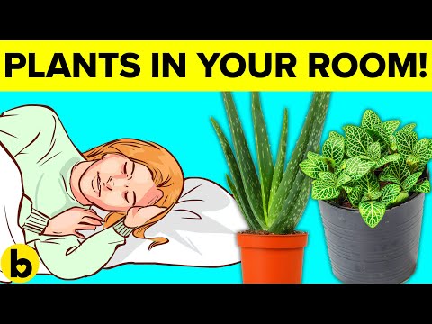 , title : '8 Plants You Should Keep In Your Bedroom'
