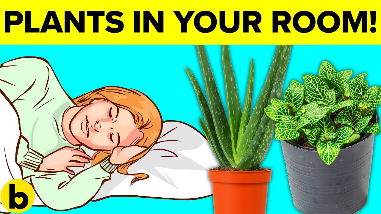 Is it OK to have plants in your bedroom? Life Set Go