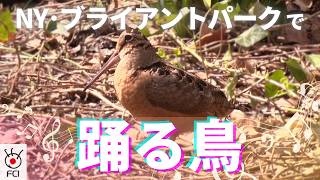 ニューヨークの公園に「ダンシングバード」