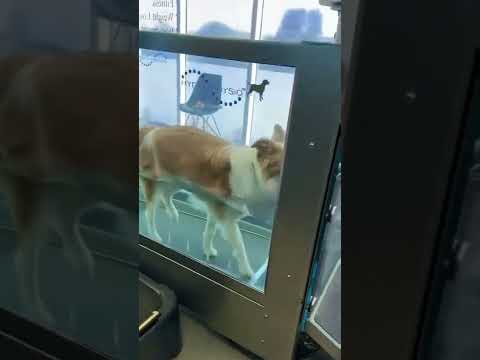 srinidhi shetty in stage praactice KGF#kgf #srinidhi shettt on stage KGF#kgf #kgfcsapter 2 #kgf yash