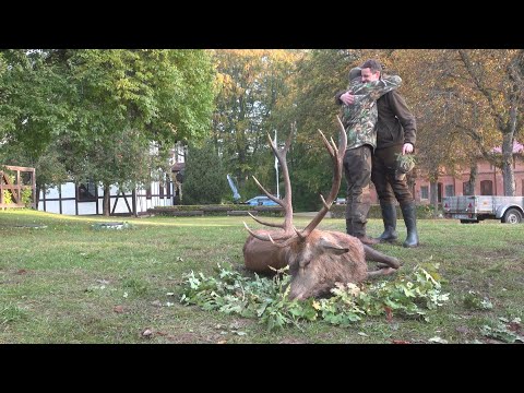 Hirschbrunft in Masuren und Erlegung in Pommern