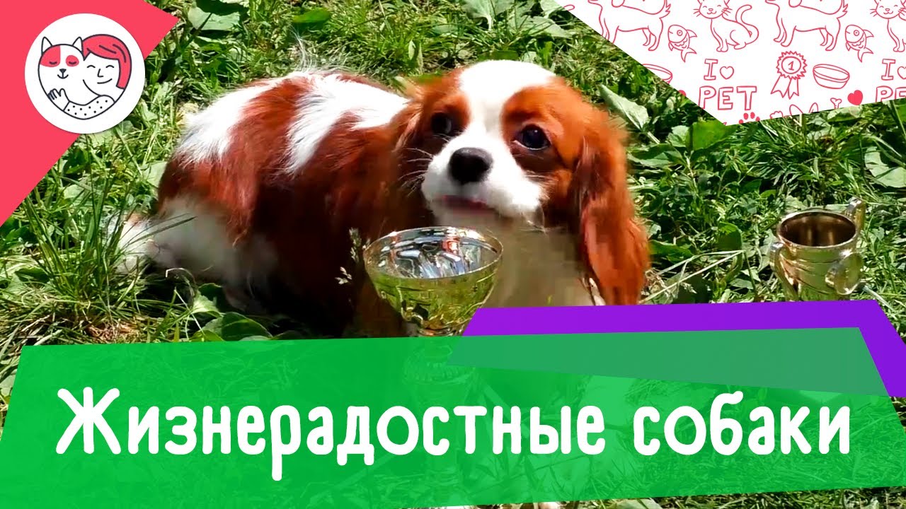 5 самых жизнерадостных собак