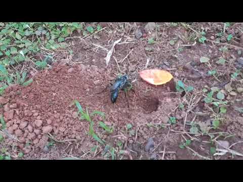 Epicharis... Nest Building