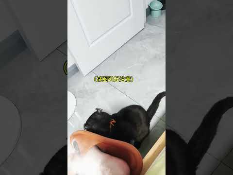 小猫的心事你别猜，还怪体贴的嘞！ 卷耳猫 挖煤猫 正经小猫 我的猫 李逵