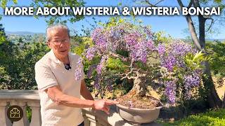 How to Care for Wisteria Bonsai (Seasonal Update & Tips)