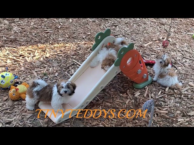 Tiny Teddys | Teddy Bear Puppy • Zuchon Shichon Shih-Tzu Bichon in Dogs & Puppies for Rehoming in North Shore
