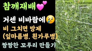 텃밭, 참깨 재배???? 거센 비바람에...???? 비 그치면 방제(잎마름병, 흰가루병)???? 짱짱한 꼬투…