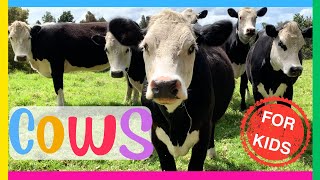 Les vaches pour les enfants Faits intéressants sur les vaches Vidéo éducative pour les enfants