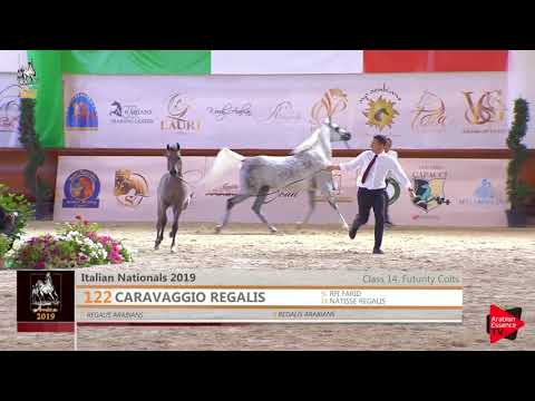 N 122 CARAVAGGIO REGALIS   Italian Nationals 2019   Futurity Colts Class 14
